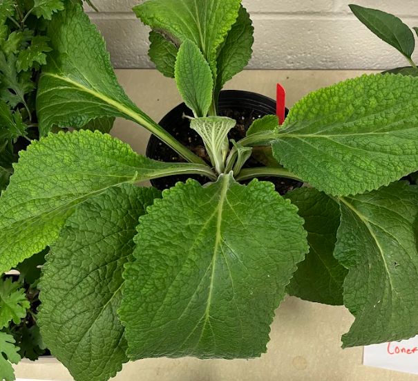 <ul><li><p>sold as a cut flower</p></li></ul><p></p>