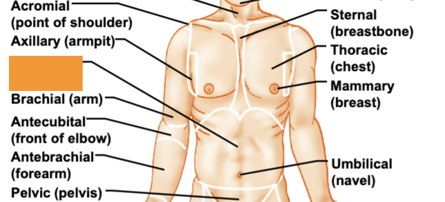 <p>abdomen</p>