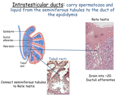 <p>What is the function of the intratesticular ducts?</p>