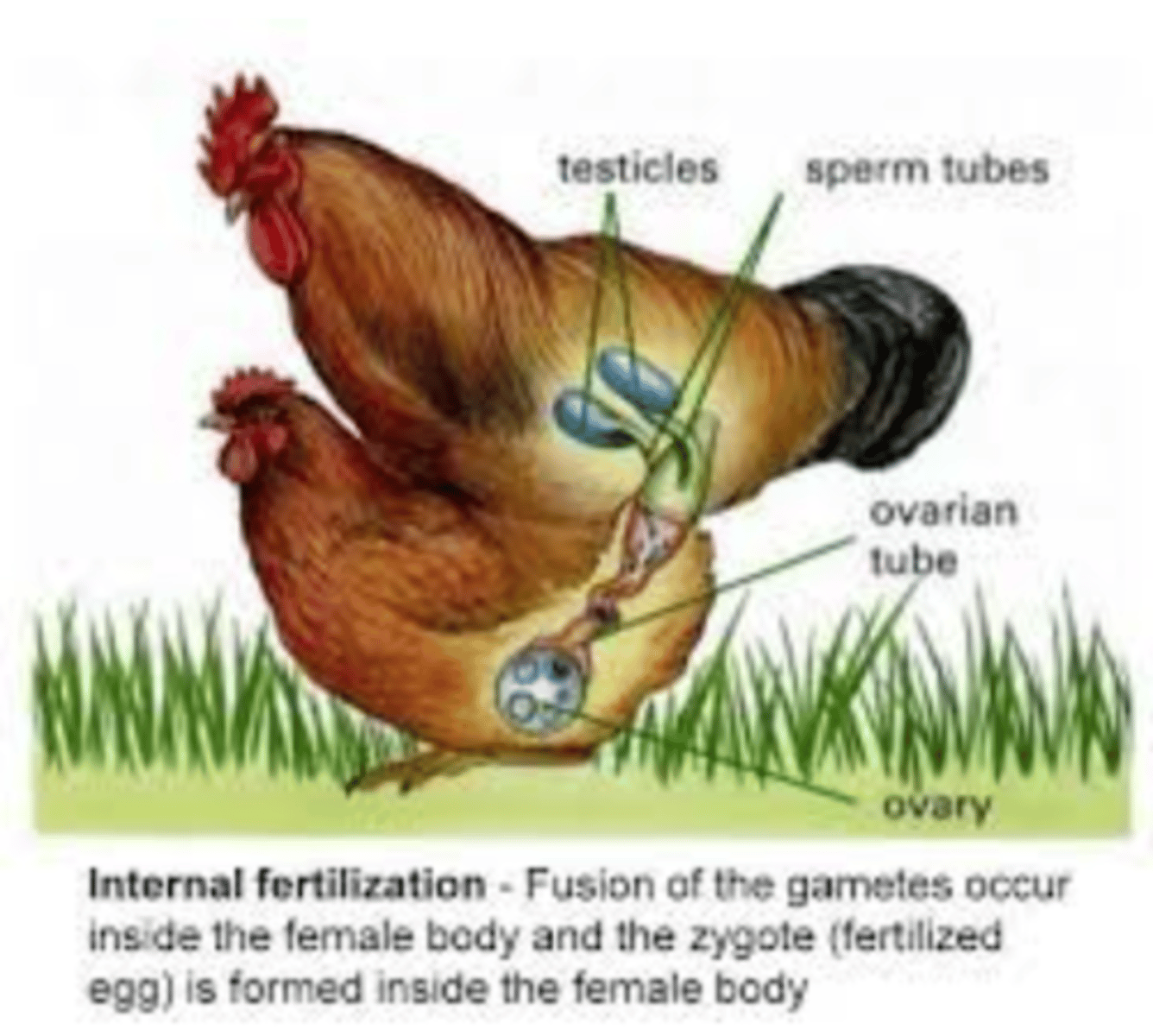 <p>- Occurs in insects, reptiles, birds, and mammals</p><p>- Male inseminates female by placing sperm into the female's body - eggs are fertilised internally</p><p>- Achieved through copulation -penis into vagina (mammals) or cloaca (birds and reptiles)</p><p>- Reproductive behaviour is often seasonal - ensures young are born when conditions favour survival</p><p>- Advantages: gametes not exposed to drying out; not lost to predation; fertilisation more likely in a contained environment</p><p>- Fewer eggs produced - less energy on production; more on quality. Eggs may have a shell and yolk</p><p>-Cloaca: common reproductive and urinary opening in birds and reptiles</p>