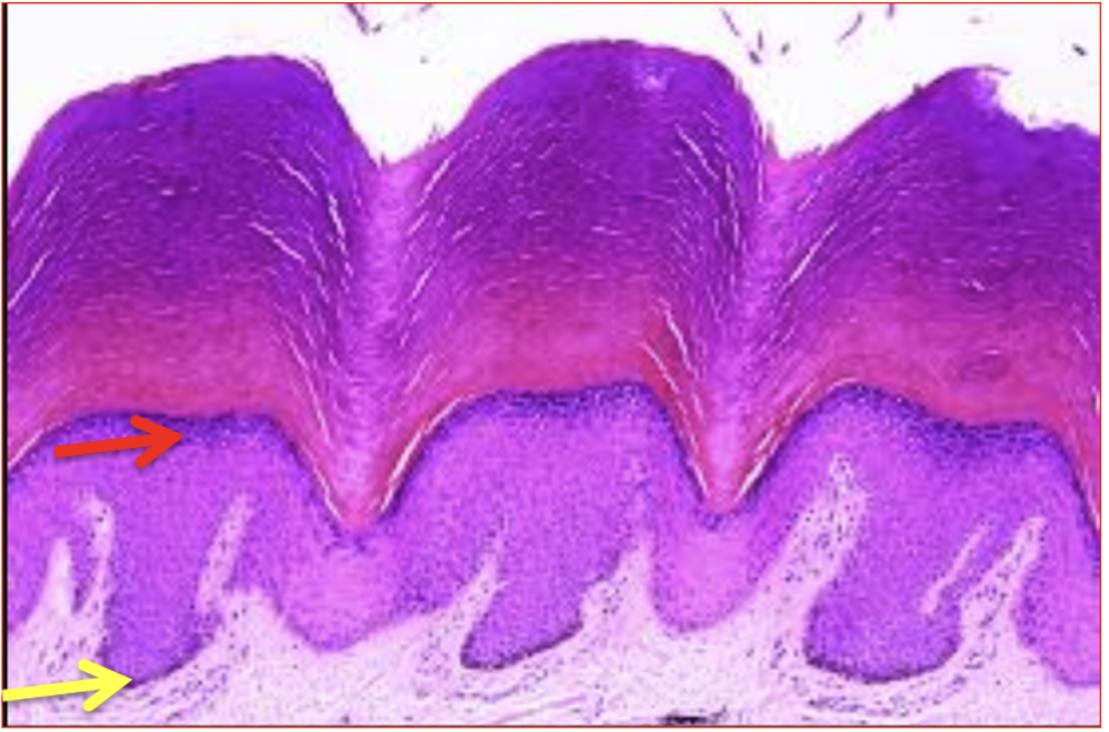 <p><span>Name a location for this tissue</span></p>