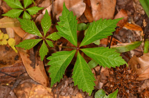 <p>multiple leaflets radiate from a single central point at the end of the petiole</p>