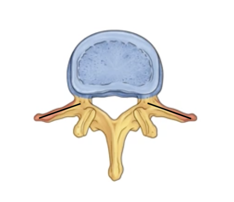 <p><span>bony projections pointing out to the left and right sides (for muscle/ligament attachment)</span></p>