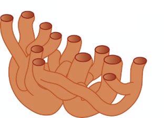 <p>Structure: </p><p>- NOT covered in Ribosomes</p><p>- series of membrane tubes</p><p>Function: (highway for materials)</p><p>- creates lipid-based molecules like hormones and steroids</p>
