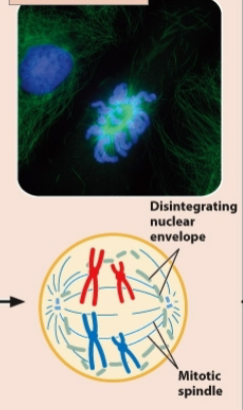 <p>Prometaphase of mitosis </p>