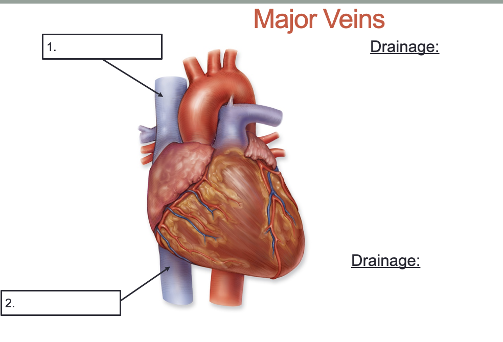 <p>Where do these veins drain into?</p>