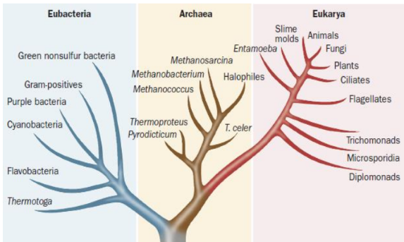 <p>What are the three domains of life?</p>
