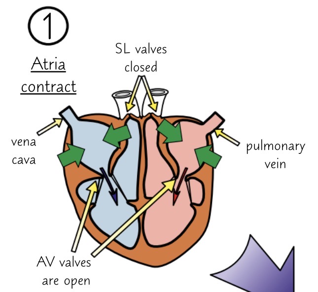 <p>ventricles relax and atria contract</p><ul><li><p>ventricles relax and atria contract</p><ul><li><p>decreasing the volume of the chambers</p></li><li><p>increasing pressure inside the chambers</p></li></ul></li><li><p>slight increase in ventricular pressure and chamber volume as the ventricles receive the ejected blood from the contracting atria</p></li></ul><p></p>