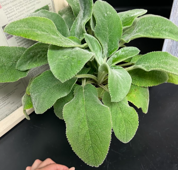 <ul><li><p>soft and pubescent</p></li><li><p>grown for texture and color</p></li></ul><p></p>