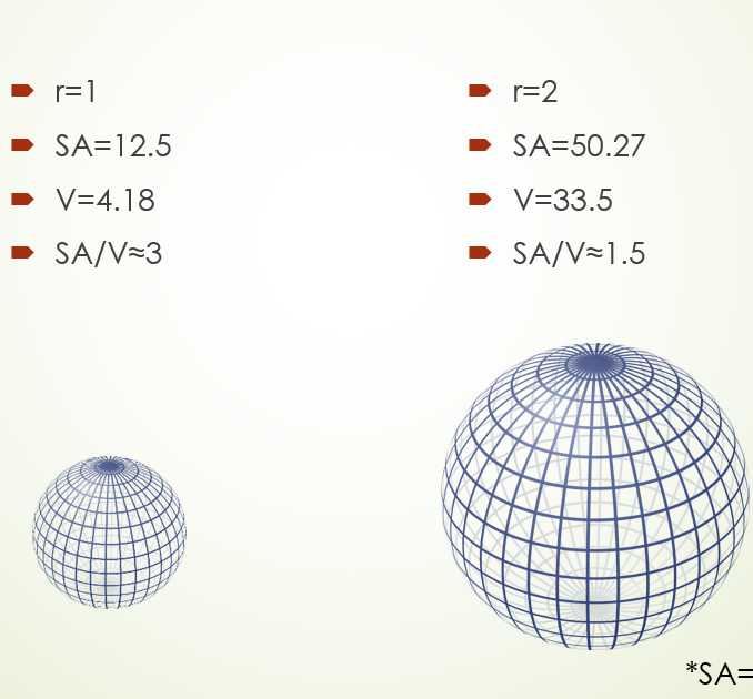 <p>Smaller objects have a higher SA/V ratio. This means they exchange heat with the environment faster and also heat up faster.</p><p>Larger objects have a lower SA/V ratio. This means they exchange heat with the environment slower and also heat up slower</p><p>Shape also has a role in the SA/V ratio. The flatter and thinner an object is, the higher its SA/V ratio is.( faster heat transfer)</p>