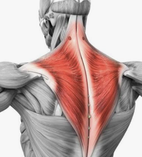 <p>Which muscle is this?</p>
