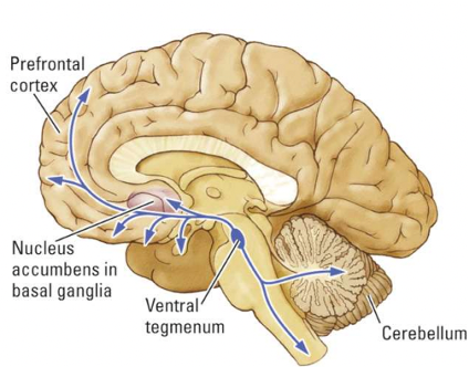 <p><span style="font-family: Aptos, sans-serif; line-height: 115%;">Dopaminergic projections begin in the ventral tegmental area (VTA) of midbrain and involve nucleus accumbens, amygdala, hippocampus and medial prefrontal regions</span></p><p class="MsoListBulletCxSpLast"><span style="line-height: 115%;">·</span><span style="font-family: "Times New Roman"; line-height: normal; font-size: 7pt;">&nbsp;&nbsp;&nbsp;&nbsp;&nbsp; </span><span style="font-family: Aptos, sans-serif; line-height: 115%;">Linked to <u>reward</u> and pleasure</span></p>