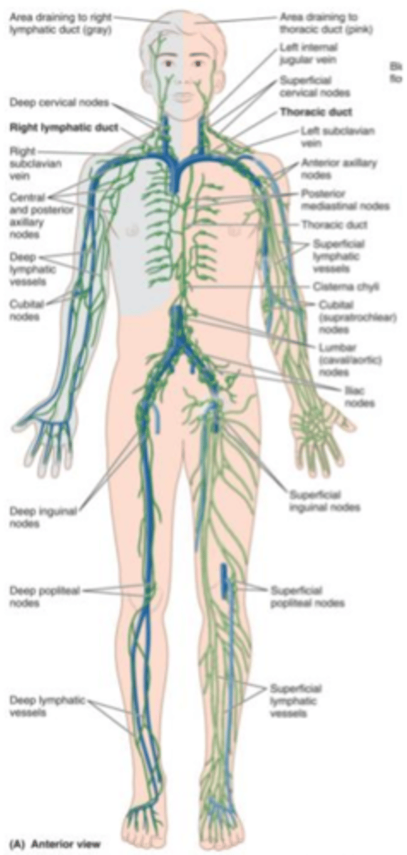 <p>(overflow system) The network of vessels through which lymph drains from the tissues into the blood. The drained liquid includes fluid that is not reabsorbed by the capillaries and the plasma proteins that leak into the extracellular spaces. Also removes debris from cellular decomp and infection. </p><p>* the lymphatic system also works as a defense mechanism for the body that can respond to foreign proteins from an infected area and create antibodies. </p><p>* The reason why lymph nodes are enlarged when someone has an infection. </p>