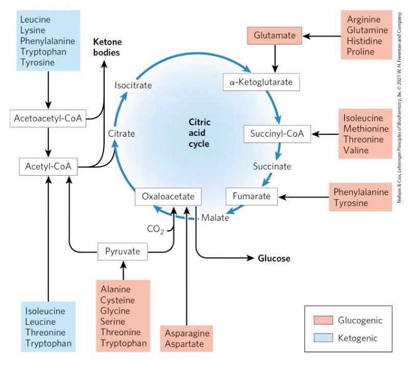 <p>Glycogenic/gluconeogenic AAs can be converted into intermediates in the TCA cycle and gluconeogenesis (A, D, N, E, &amp; Q)</p><p>Ketogenic AAs can be converted to ketone bodies (K &amp; L) (A, C, G, &amp; S are potentially ketogenic)</p><p>AAs that are both keto and glycogenic: I, F, Y, W, T</p>
