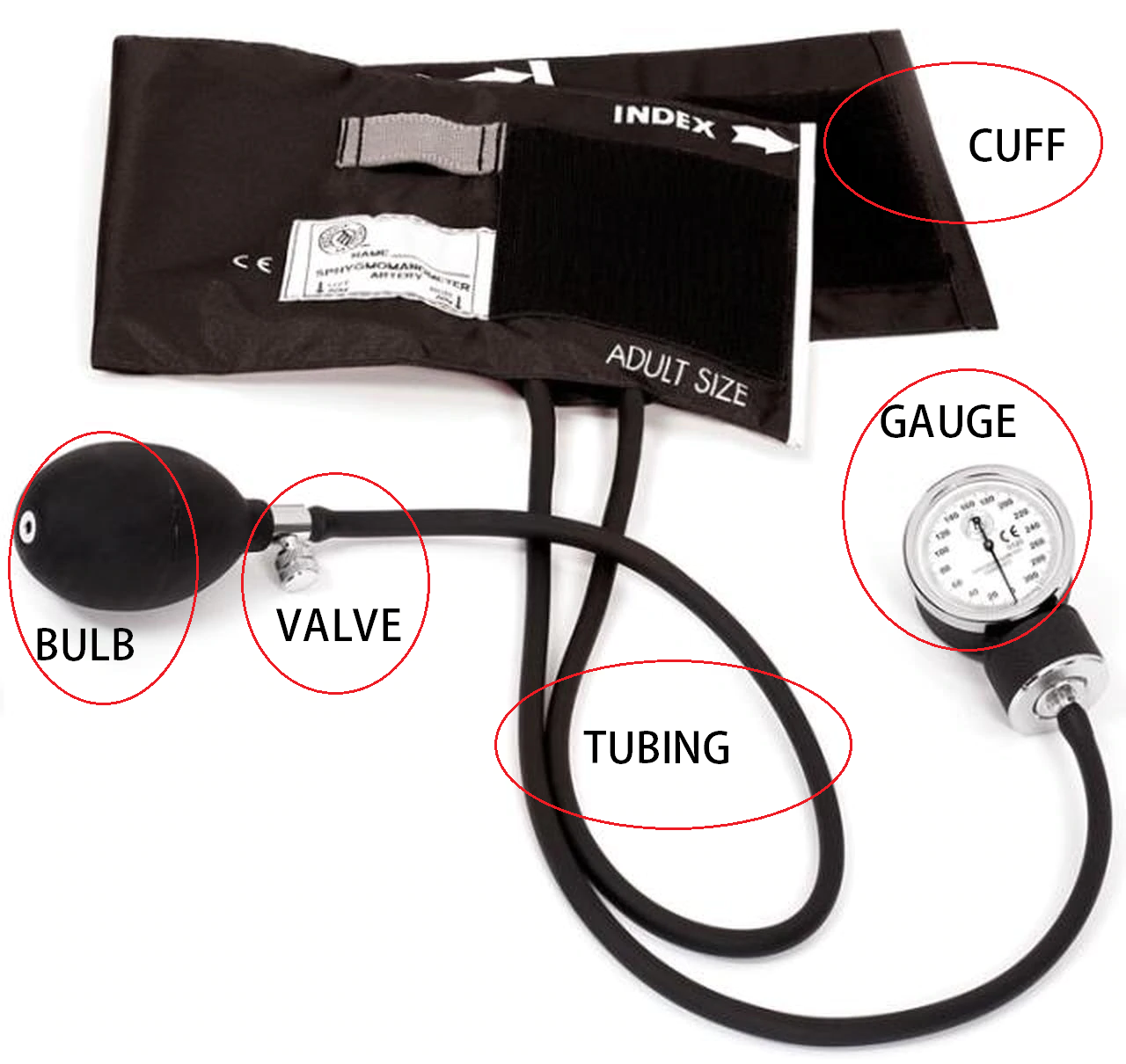 <p>comes in different sizes</p><p>includes the:</p><p>cuff</p><p>bulb</p><p>valve</p><p>tubing</p><p>sphygmomanometer (gauge)</p>