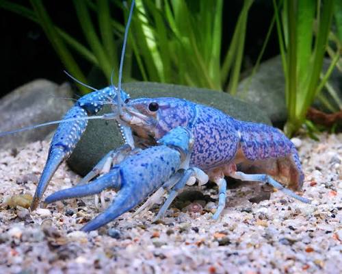 <p>crayfish</p>
