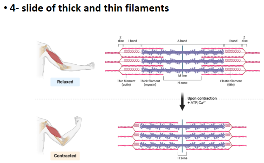 <p><strong>H Zone</strong><br> Central region of the <strong>A band</strong> containing <strong>only thick filaments (myosin)</strong><br> <strong>Shortens during contraction</strong> as filaments slide</p><p><strong>ATP and Ca²⁺ Role</strong><br> <strong>Ca²⁺</strong> exposes <strong>myosin binding sites</strong> on actin by binding to <strong>troponin</strong> which moves <strong>tropomyosin</strong><br> <strong>ATP</strong> powers <strong>myosin head movement and detachment</strong></p><p><strong>Key Point</strong><br> <strong>H zone shortens</strong>, <strong>titin maintains alignment</strong>, and <strong>ATP + Ca²⁺ enable contraction</strong>)</p>