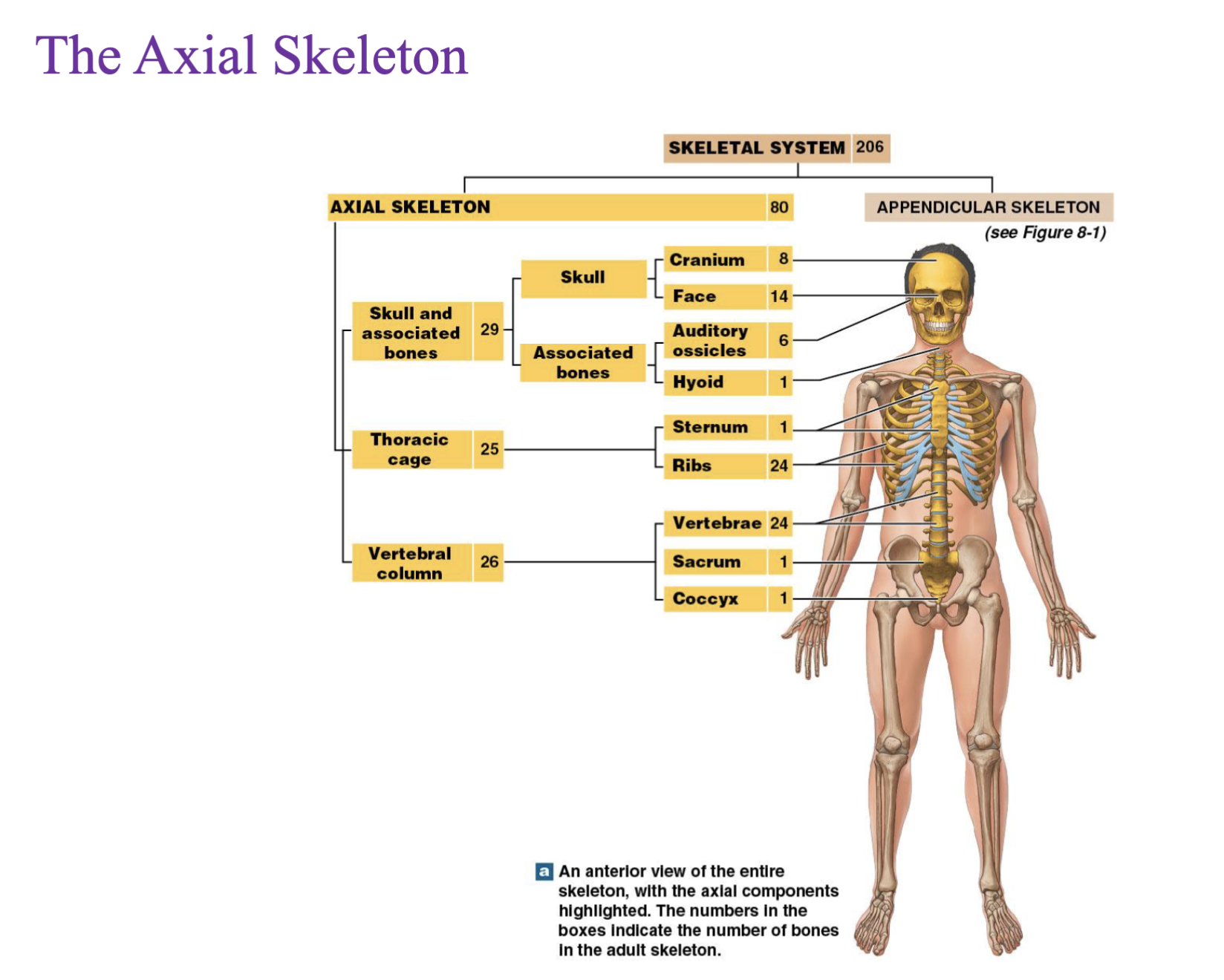 <p>Axial skeleton – Bones of head and trunk</p><p>Appendicular skeleton- Bones that support the limbs</p>