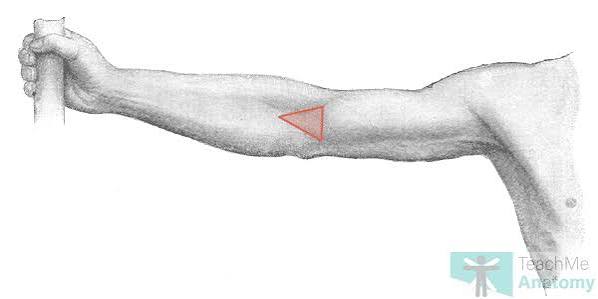 <p>antecubital</p>