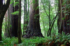 <p>the forest</p>