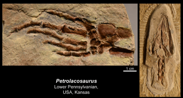 <ul><li><p>lower pennsylvanian </p></li><li><p>USA , Kansas</p></li></ul><p></p>