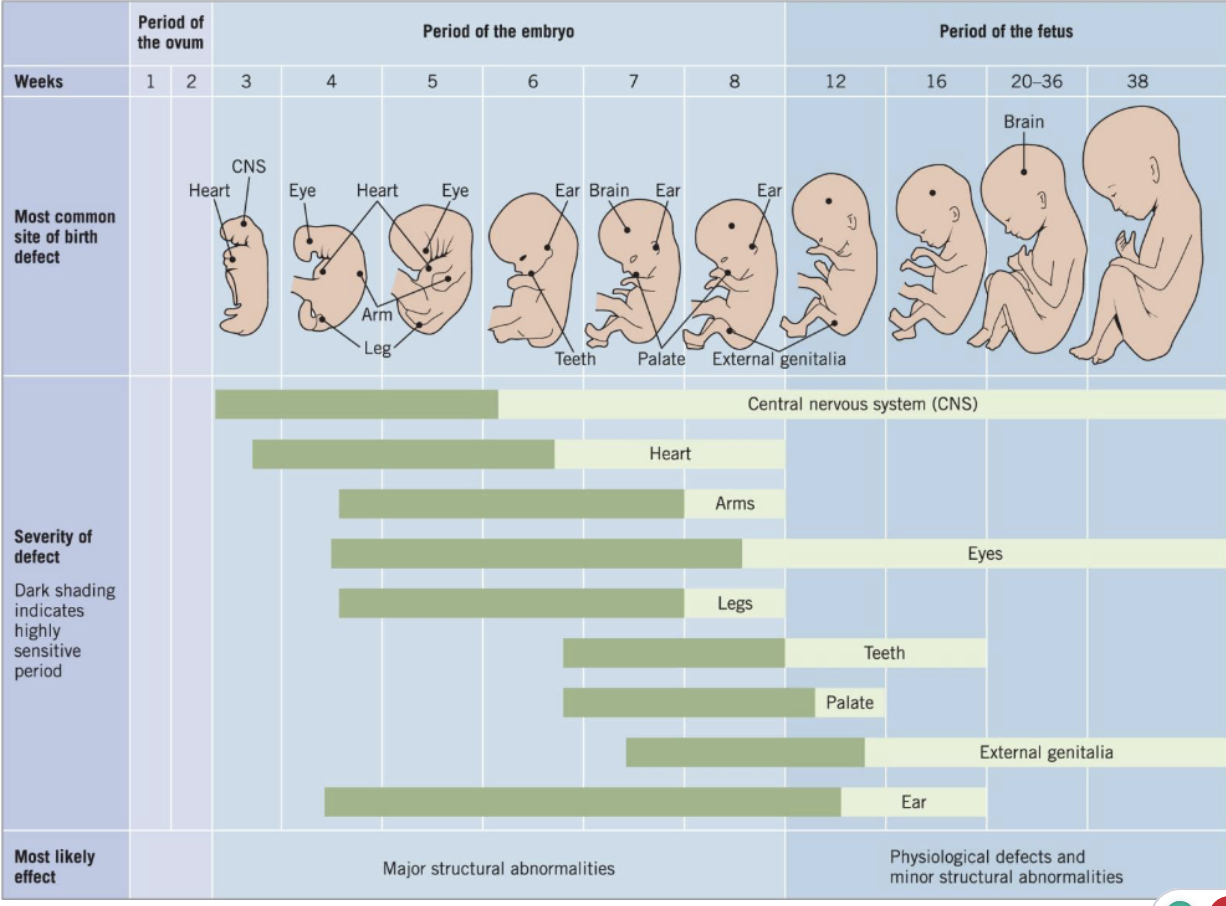 <ul><li><p><span style="background-color: transparent;">Stages of rapid growth can make the developing system vulnerable to the environment</span></p></li></ul><p></p>