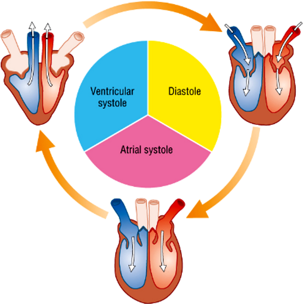 <ul><li><p>atrial systole </p></li><li><p>ventricular systole </p></li><li><p>diastole </p></li></ul><p></p>