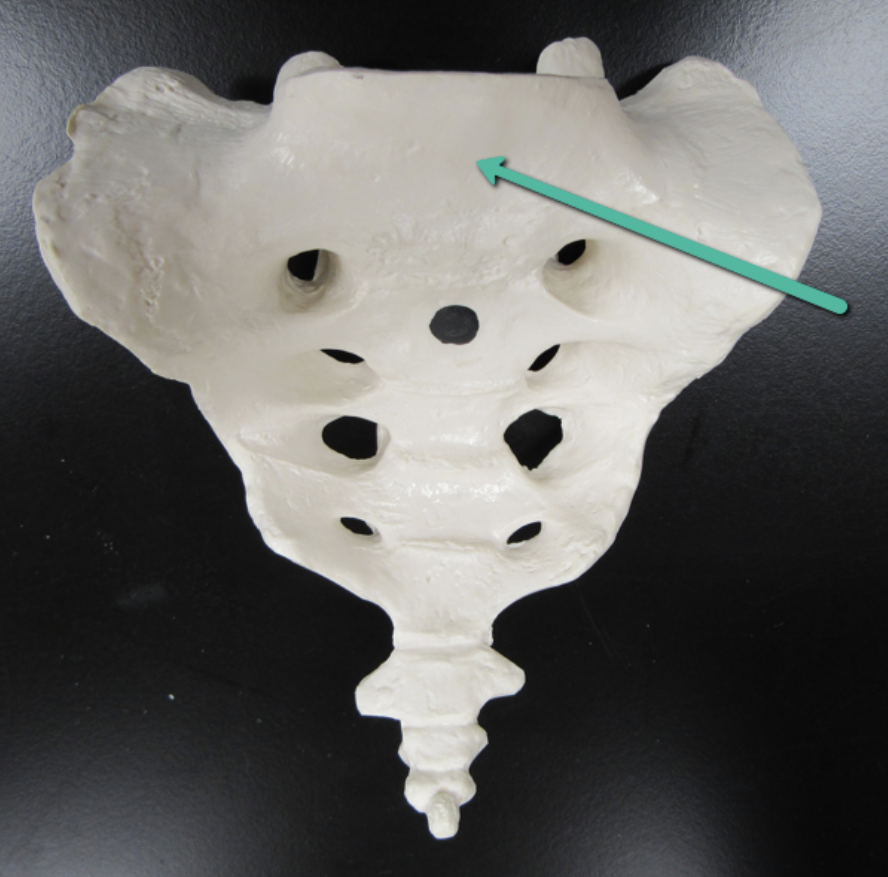 <p><span><strong>Identify the bone marking indicated by the pointer.</strong></span></p>