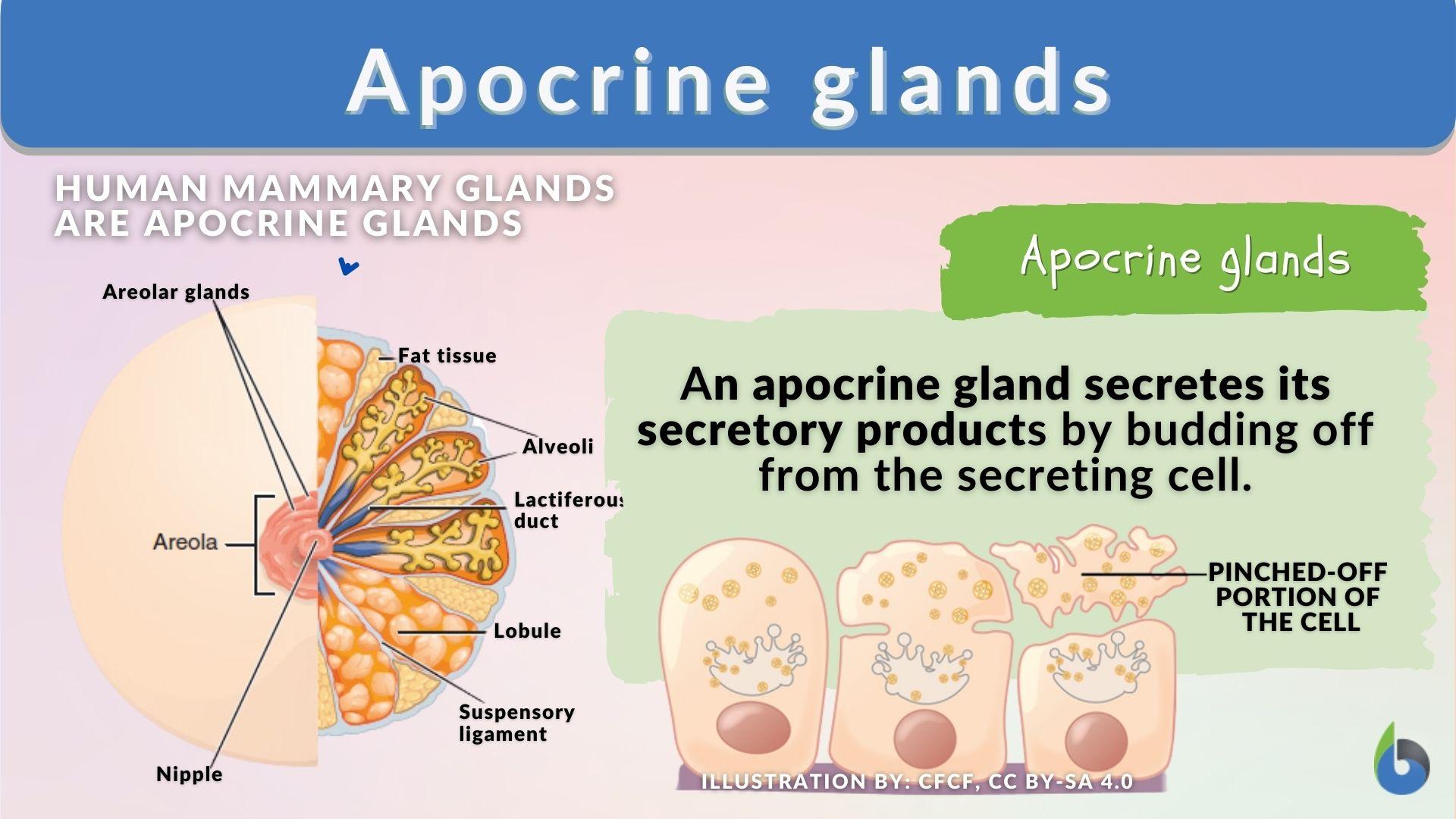 <p>Apocrine Gland</p>