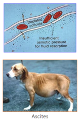 <p>albumin</p><p>-low albumin, liver insufficient, can lead to ascites</p>