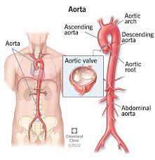 <p>The main artery of the body that supplies oxygenated blood to the circulatory system.</p>