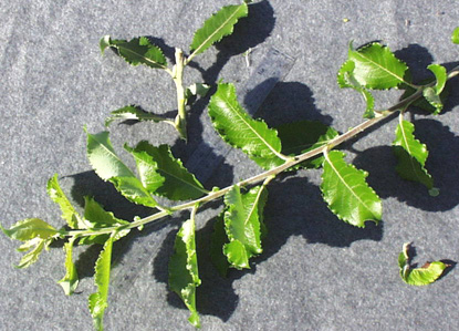 <p>scientific name</p>