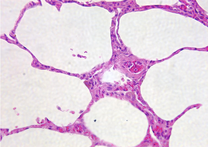 <p>what tissue is this?</p>