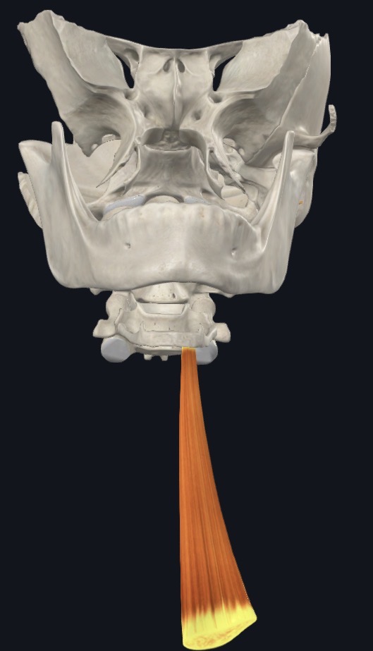 <p>Depresses hyoid after elevation during swallowing</p>