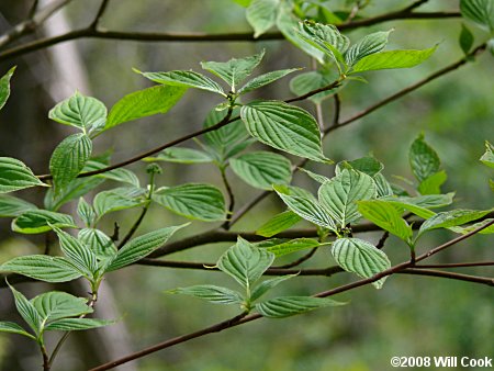 <p>leaves appear before flowers, clustered at ends, alternate</p><p></p>