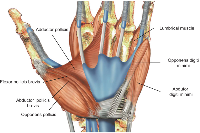 <ul><li><p>a short thenar muscle that functions to oppose the thumb</p></li></ul><p></p><p>origin → tubercle of trapezium bone, flexor retinaculum</p><p>insertion → radial border of metacarpal bone 1</p><p>action → thumb opposition at carpometacarpal joint 1</p><p>innervation → recurrent branch of median nerve (C8, T1)</p><p>blood supply → superficial palmar branch of radial artery</p>