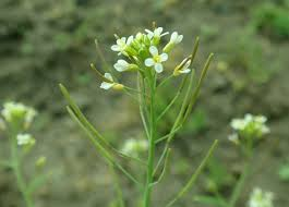 <p>features of a model organism</p>