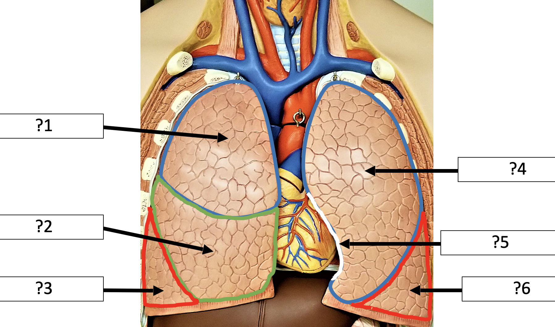 <p>2 Name the lobe?</p>