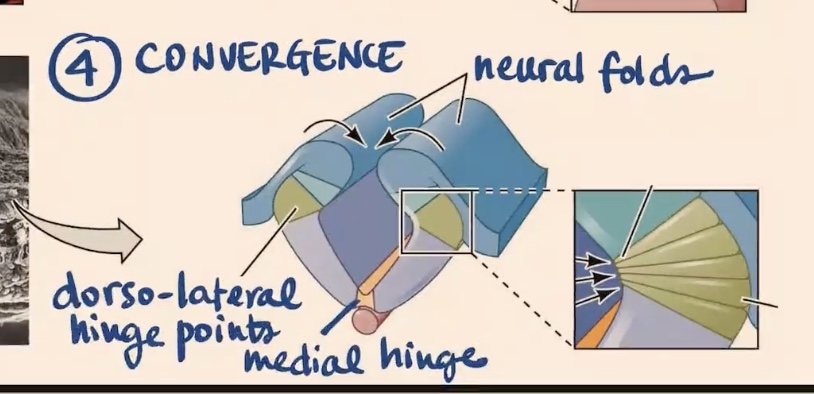 <p>In convergence, the structures here now have kind of like a significant entity in the more dorsal part called the </p>