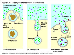<p>- A type of endocytosis in which a cell engulfs large particles or whole cells → vesicle fuses w/ lysosome for digestion into its components</p>