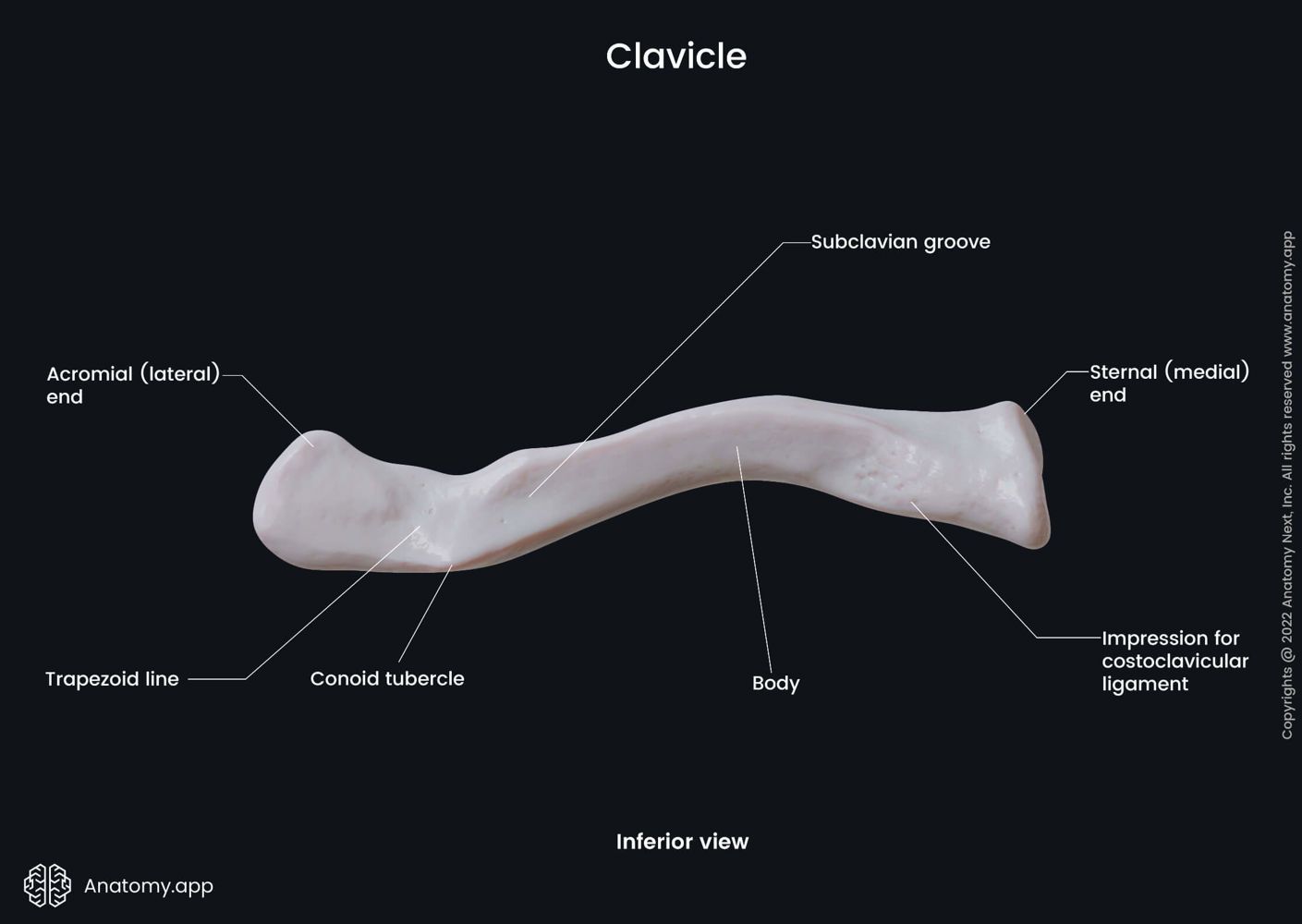 <ol><li><p>Acromial end — (AKA lateral end because it’s pointed towards the outside); articulates with the acromion of the scapula to create the Acromioclavicular (AC) Joint  </p></li><li><p>Sternal end — (AKA medial end because it’s pointed towards the midline of the body); articulates with the manubrium to create the Sternoclavicular (SC) Joint </p></li></ol><p></p>