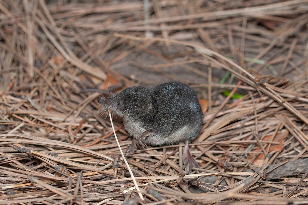 <p>These animals have long, pointed snouts, small ears, which are often not visible, and scent glands located on the sides of their bodies. As their eyesight is generally poor, they rely on hearing and smell to locate their prey, mainly insects. Extremely high metabolism and must be foraging constantly. Some species are venomous. </p>