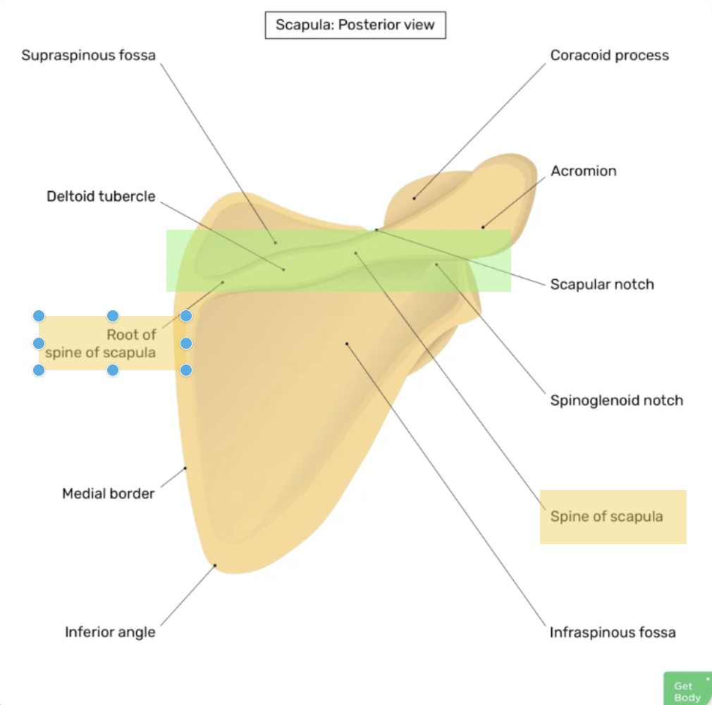 <p><span>The spine of the scapula.</span></p>