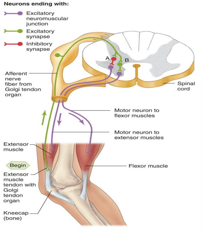 <ul><li><p>muscle is over-contracted</p><ul><li><p>sensory receptors in golgi tendon organfire rapidly </p><ul><li><p>inhibition of motor neuron to contracted agonist muscle</p><ul><li><p>relaxation</p></li></ul></li><li><p>excitation of motor neuron antagonist muscle</p><ul><li><p>contract</p></li></ul></li></ul></li></ul></li></ul><p></p>