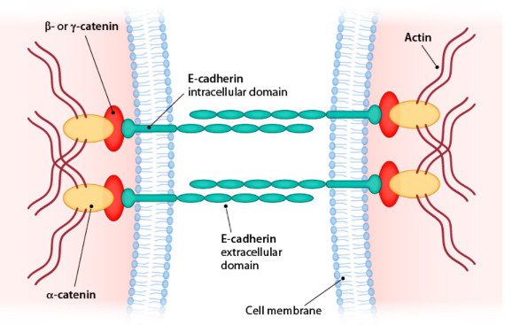 <p>found along the membrane of interconnected epithelia</p><p>attach to the cytoskeleton</p><p>often found on the basal membrane </p>