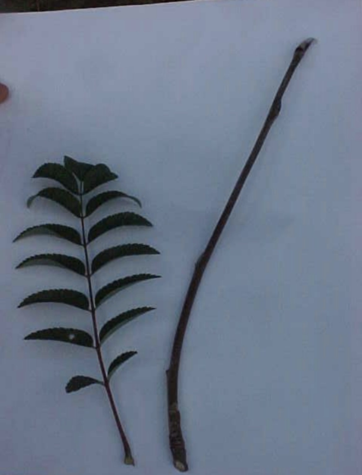 <p>What is this branch?</p>