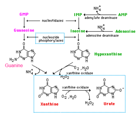 <p>uric acid synthesis - this is the primary mechanism to get rid of extra N - it uses nucleoside phosphorylase to break the glycosidic bond, and uses xanthine oxidase and the synthesis of ROS in the form of hydrogen peroxide - urate is excreted via urine</p>