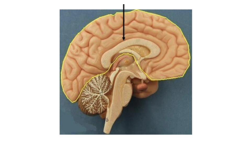 <p>region</p>