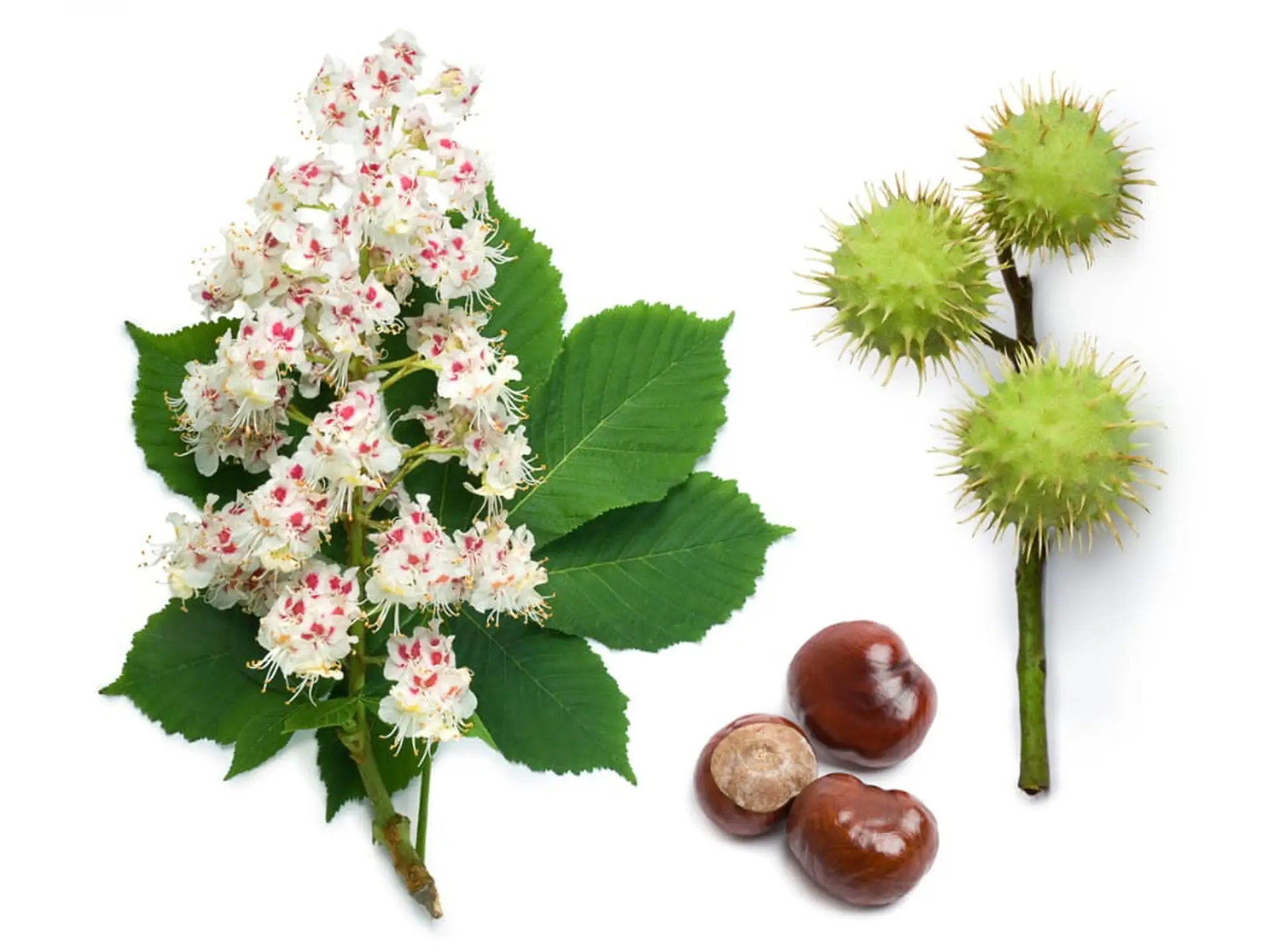 <p>Horse Chestnut</p>