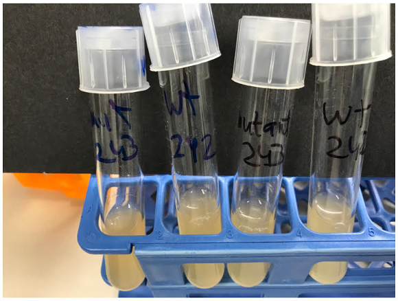 <p>Bulk measurements</p><ul><li><p>Clear media = more turbid media = higher density of bacteria</p></li><li><p>Compare e,g, if a strain grows better than the other strain in diff. conditions</p></li></ul><p></p>